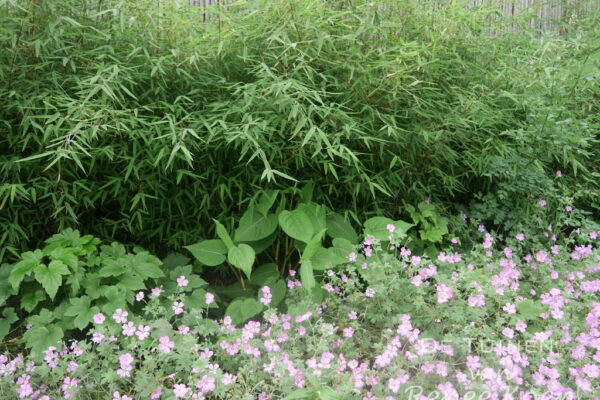 De-Tuinen-van-Renee-Koen-plantencombinatie-fargesia-met-persicaria-en-geranium