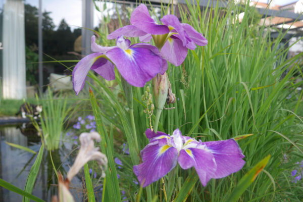 detuinenvanreneekoen waterplant oeverplant iris