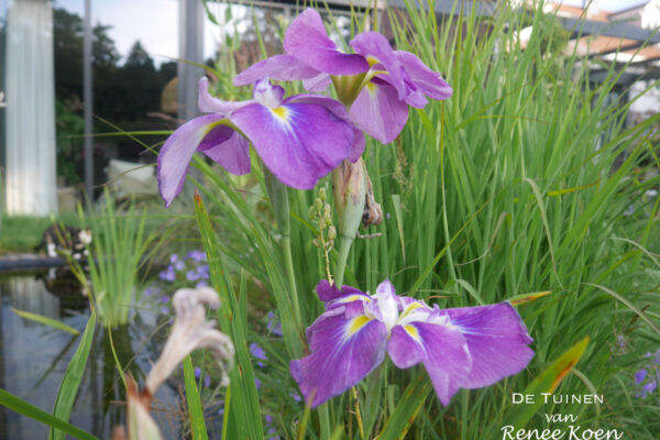 De Tuinen Van Renee Koen Castricum Tuin-06