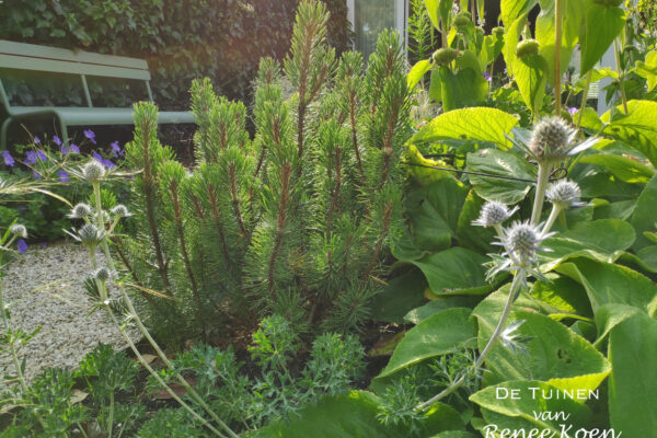 De Tuinen Van Renee Koen Heiloo Tuin-14