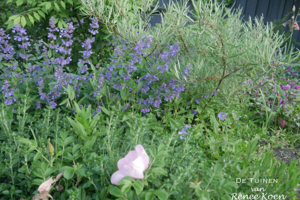 06 De Tuinen van Renee Koen rosa rugosa nepeta salix rosemarinifolia duinsfeer in de tuin heemskerk