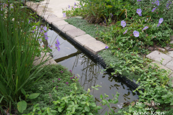 07 De Tuinen van Renee Koen watergeultje thymus vulgaris kruiptijm geranium azure rush vinca minor Alkmaar