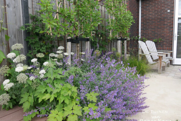 10 De Tuinen van Renee Koen cenolophium denudatum karweiselie nepeta geranium azure rush fruitbomen leibomen leifruit Alkmaar