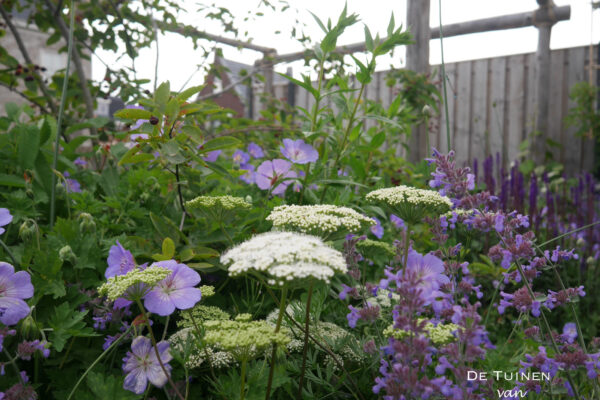 11 De Tuinen van Renee Koen cenolophium denudatum baltische peterselie nepeta Walkers Low geranium azure rush Alkmaar achtertuin border