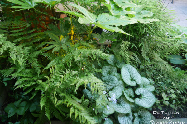 12 De Tuinen van Renee Koen border schaduwbeplanting varens fatsia japonica brunnera macrophylla seaheart Haarlem