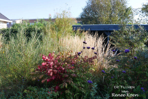 12 De Tuinen van Renee Koen duinsfeer kardinaalsmuts euonymus salix rosemarinifolia hippophae duindoorn heemskerk beverwijk