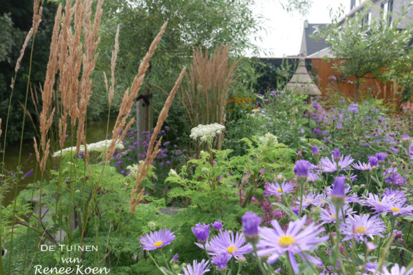 07 De Tuinen van Renee Koen calamagrostis Karl Foerster Aster Monch Selinum Wallichianum