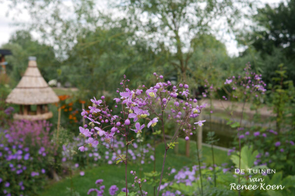 10 De Tuinen van Renee Koen Thalictrum delavayi