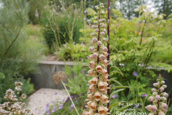 10 De Tuinen van Renee Koen digitalis