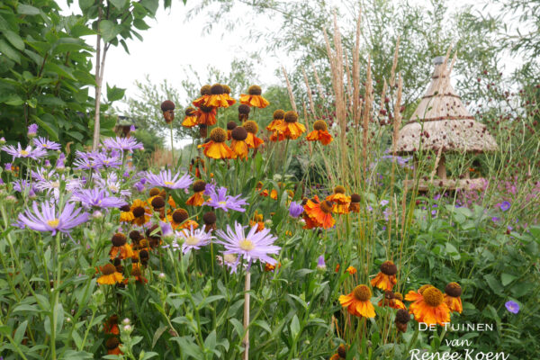 12 De Tuinen van Renee Koen Aster Monch Helenium Waltraut Sanguisorba calamagrostis